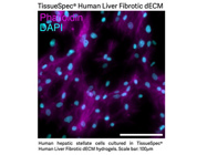 TissueSpec® dECMs Kits