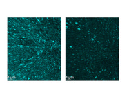 The VGLUT1 Antibody by Invitrogen is Suitable for Immunostaining, Enabling Straightforward Fluorescence Detection.