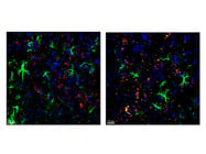 A Comprehensive Kit Designed to Facilitate the Simultaneous Execution of the BaseScope Red Assay Alongside Immunostaining Procedures