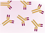 Optimizing mAb Purification