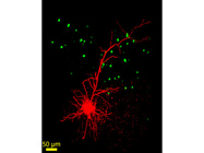 Bright, Photostable Fluorescence With Alexa Fluor™ 555–Streptavidin