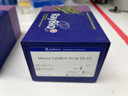 RayBiotech Mouse Cytokine Array Q1: Reliable Cytokine Profiling for Murine Models