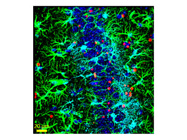 Thermo Fisher Scientific mCherry Antibody Compatible with BaseScope