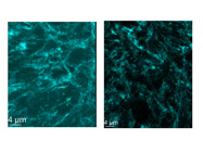 Specific Gephyrin Antibody That Provides High Quality Immunostaining