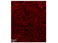 Top VGAT Antibodies from Synaptic Systems for Reliable & Reproducible Immunostaining