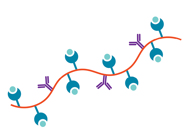 New Method to Activate Antigen-Specific T Cells