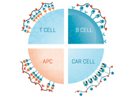 Decipher Adaptive Immunity to Transform Cancer Therapy