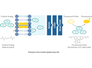 Cystine Uptake Assay Kit