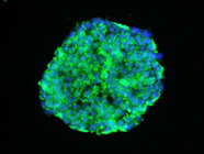 Imaging Systems for 3D Cell Cultures