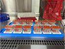 Zoë-CM2 Culture Module: A Validated, Customizable Platform for Organoid-on-Chip Research