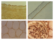 Boost your research: 20% discount on antibodies against matrix proteins
