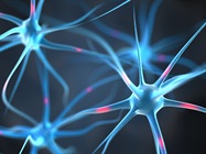 Do Human Brains Keep Making Neurons for Life?