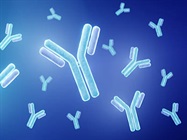 Antibody Libraries: Indispensable Tools for Research and Drug Discovery