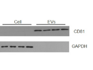 CD81 Antibody for EV Marker from Cell Signaling Technology