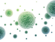 Using Protein Markers to Study Cell Proliferation in 2D and 3D