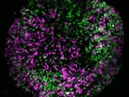 Overcoming Challenges in Live-Cell Imaging of 3D Cell Cultures