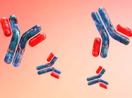 Antibody Discovery to Development: Characterization as the Key to a Molecule’s Future