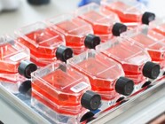 Evaluating Culture Media for Complex Cell Models