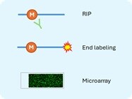 Arraystar Small RNA Modification Arrays