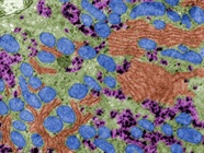 A Guide to Hepatocyte Markers