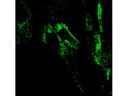 Highly Effective Antibody for Specific and Reliable Labeling of Lysosomes in Mammalian Cells
