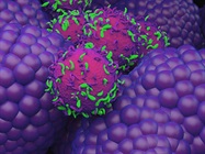 Trends in Quality Control of Engineered Cell Therapy Products