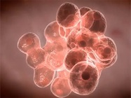 How to Optimize 3D Spheroid Assays