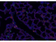 Highly Effective Secondary Antibody for Human and Mouse Lung Tissues and Fixed Cells