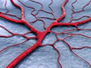 A Guide to Pericyte Markers