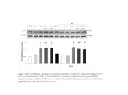 Influence of Trehalose–Carnosine on ZnT1 Regulation in Spinal Cord Injury Models