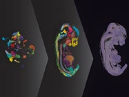Why We Need a New Class of Spatial Biology Tools