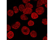 Sharp, Low-Background Nuclear Stain Perfect for Multiplexing