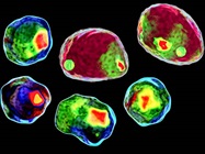 Spectral vs Conventional Flow Cytometry: Key Differences, Advantages, and Applications