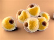 Best Practices for Sorting Large Cells