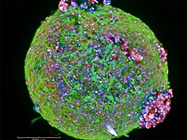 The Rise of 3D Cell Imaging