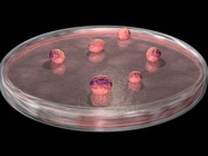 Transforming Organoids into Industrial-Grade Platforms