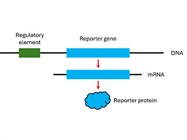 Introduction to Reporter Cell Lines