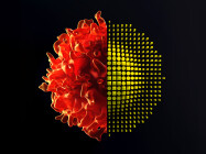 From Single Cell to Top Clone for Cell Line Development