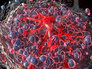 Mapping Disease Through Advances in Spatial Phenotyping