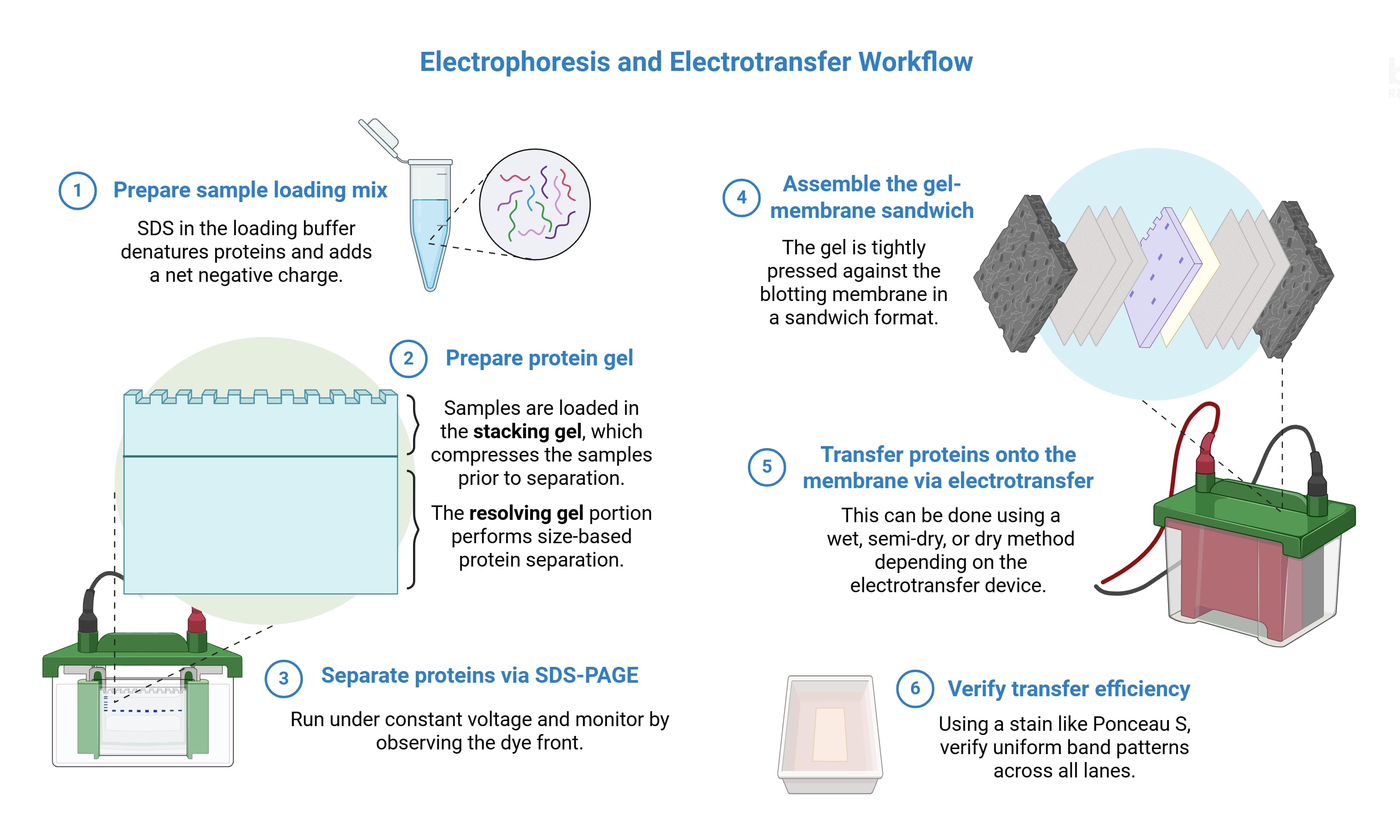 electrophoresis electrotransfer workflow figure