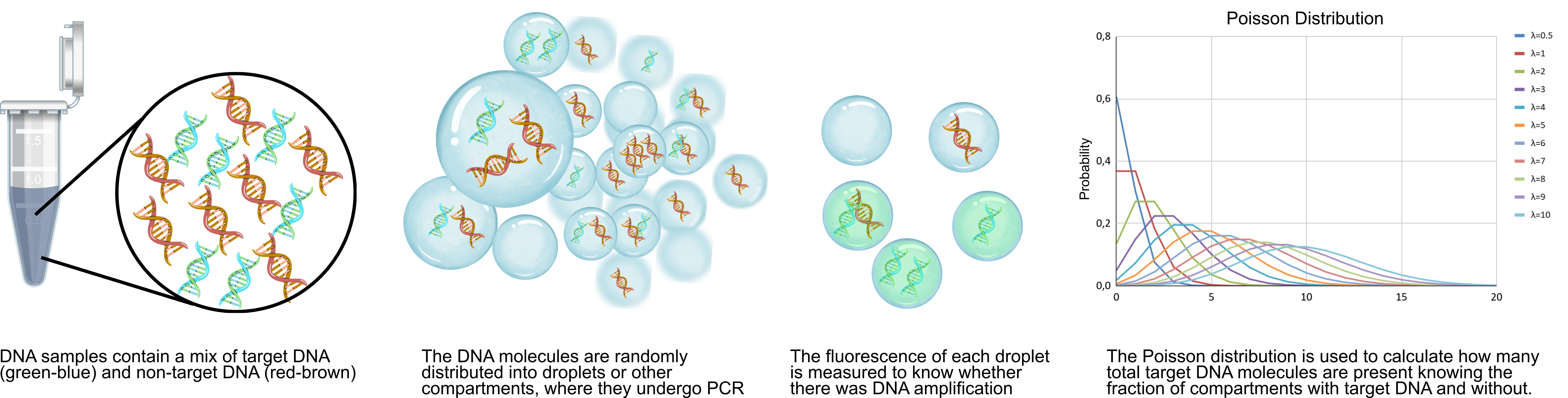 Diagram showing the principles of droplet digital PCR, from DNA sample partitioning into droplets to fluorescence readout and absolute quantification using Poisson distribution analysis.