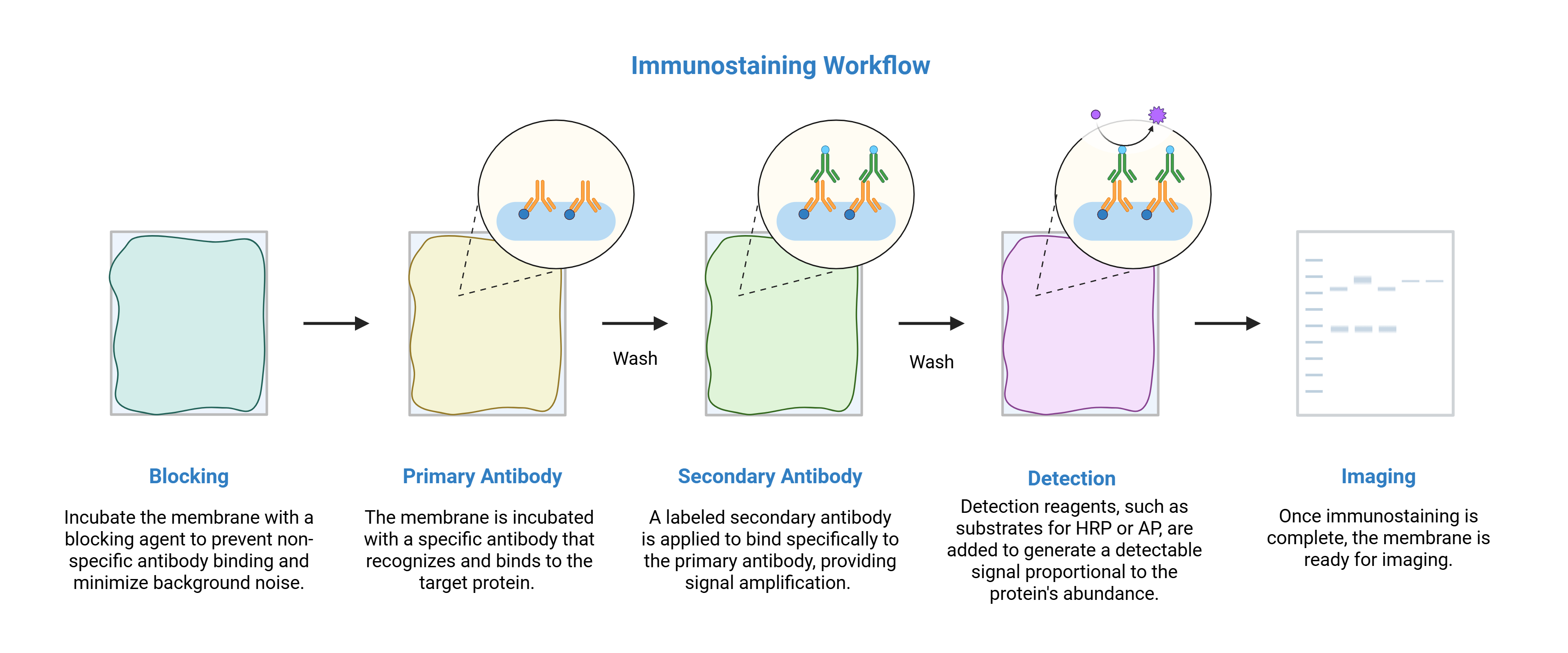 western blot immunostaining figure