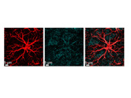 Illuminate Mitochondria with VDAC1 from Abcam