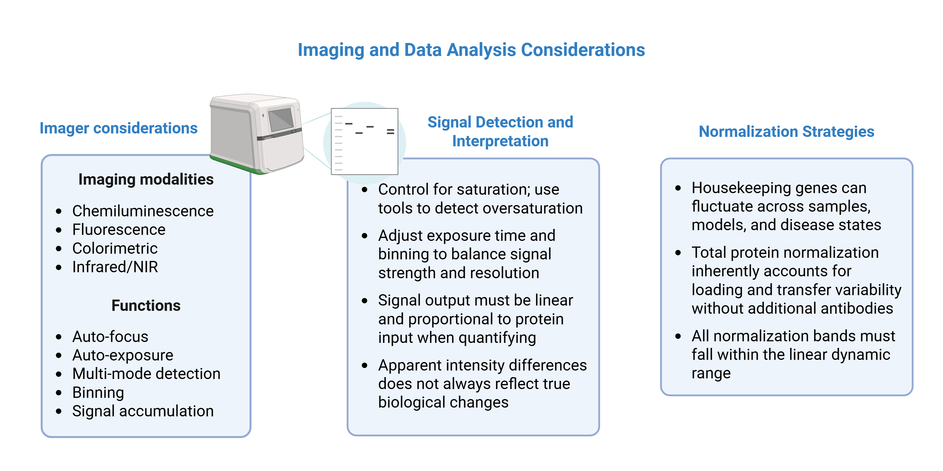 western blot imaging data analysis