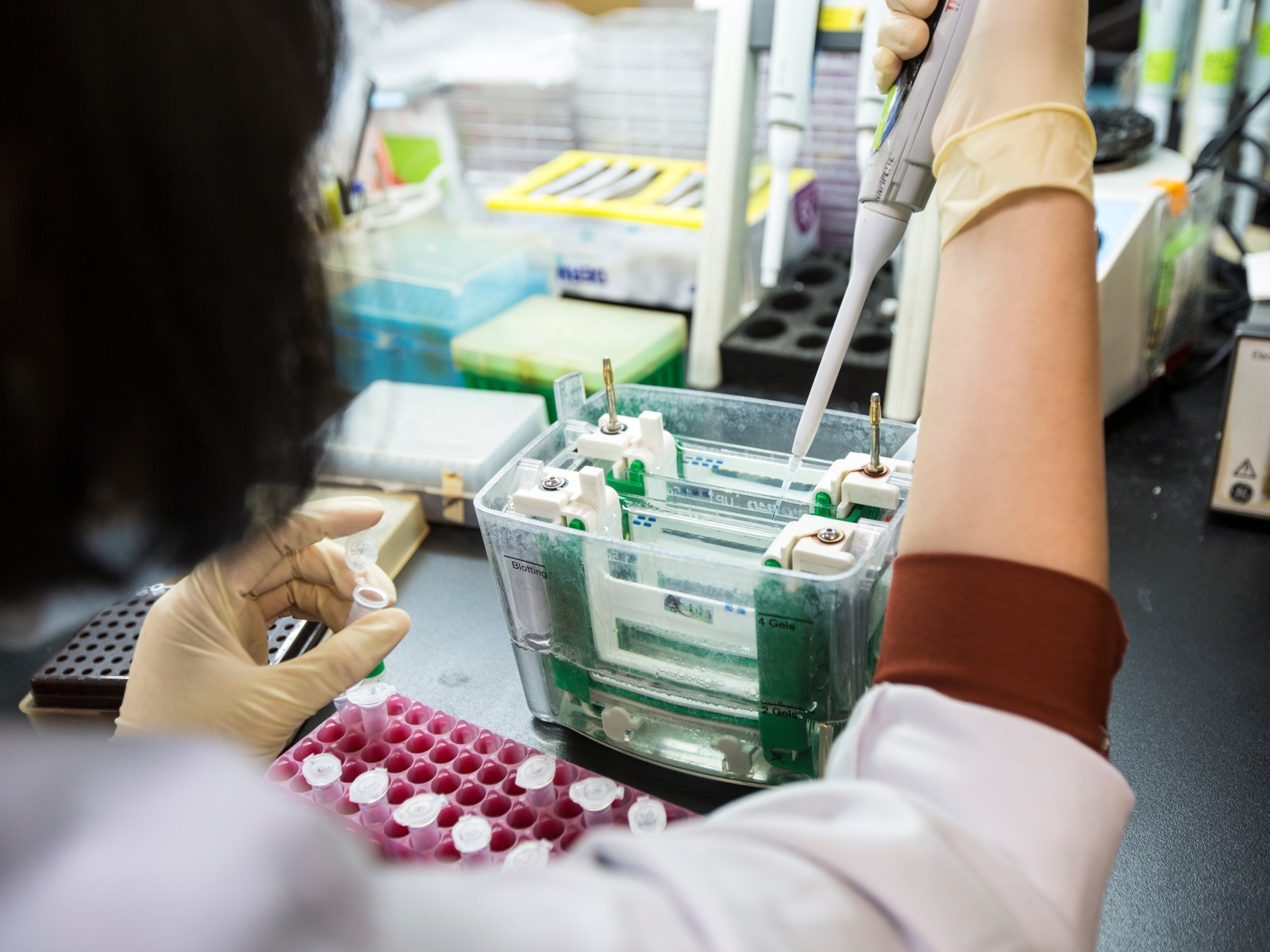 A Protocol for Stain-Free Western Blotting