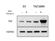 TAZ Antibody by Cell Signaling Technology Delivers Consistent, High Quality Signal