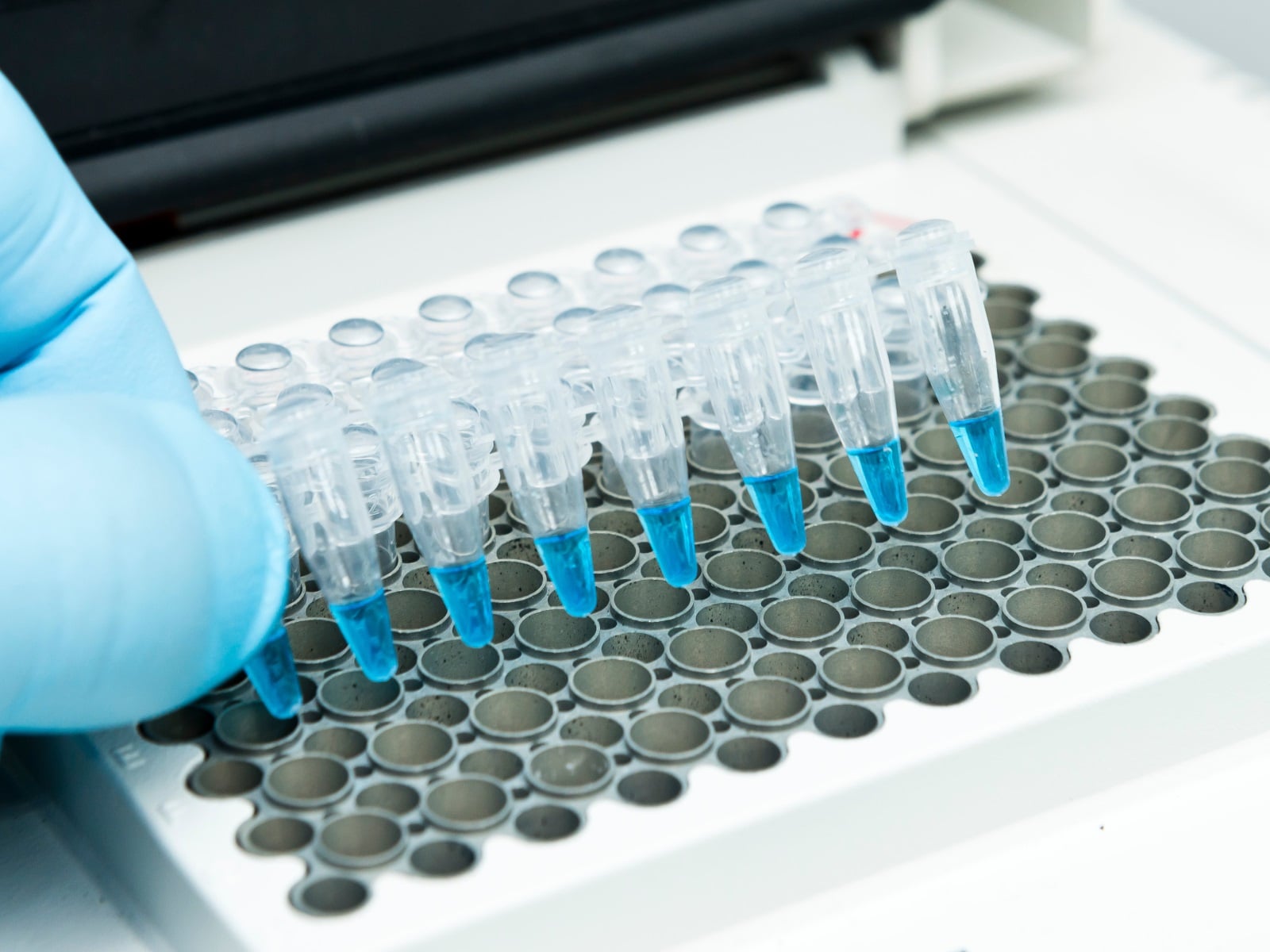 PCR Assays Capture Gene Expression Insights