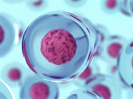 Poster: Small Molecules and Cytokines for Stem Cell Differentiation