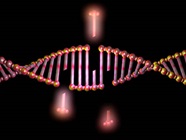 Using CRISPR Single-Cell Screening to Reveal Gene Function at High Resolution