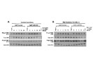 Great Antibody for Total ATM Western Blot